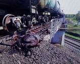 К чему ведет безответственность выпаса скота вблизи железнодорожного пути!!!